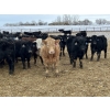 Image 9 : Hegedys Ranching - 825# January Weaned Steers - 300 Head (Acme, AB)