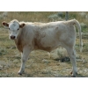 Image 3 : F Nester Ranching - 480# October Delivery Steer Calves - 90 Head (Picture Butte, AB) VBP+