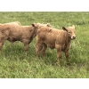 Image 4 : Westview Cattle Co. - 525# November Delivery Steer Calves - 90 Head (Consort, AB)