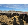 Image 2 : WA Ranches (University of Calgary) - 617# March Delivery Steers - 67 Head (Cochrane, AB)