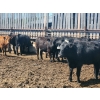Image 7 : Chipping Hill Cattle Co. - 790# June Delivery Heifers - 65 Head (MacGregor, MB)