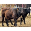 Image 7 : Copperfield Farming - 580# May Delivery Steer Calves - 10 Head (Vauxhall, AB)