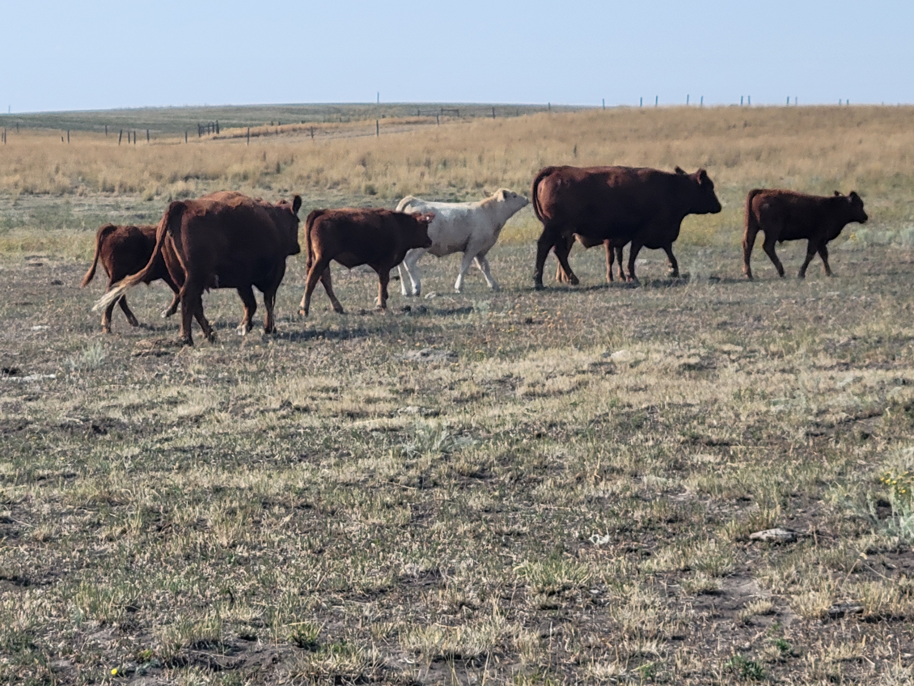FA7 Ranch 600 Steer Calves 100 Head (Piapot, SK) Team Auction Sales