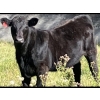 Image 2 : Rogers Ranch - 620# November Delivery Steer Calves - 95 Head (High River, AB)