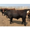 Image 6 : Dietrich Farms - 1075# June Delivery Steers - 170 Head (Mendham, SK)