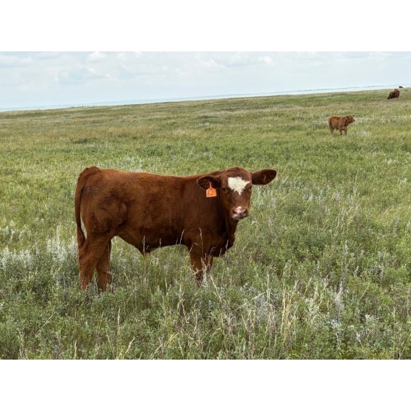 Panko/Patoine - 645# September Delivery Steer Calves - 50 Head (Old Wives, SK) VBP+