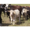 Image 3 : Bar T Livestock - 535# October Delivery Steer Calves - 115 Head (Earl Grey, SK)