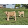 Image 7 : J&E Farms Ltd. - 650# November Delivery Steer Calves - 90 Head (Tilley, AB)