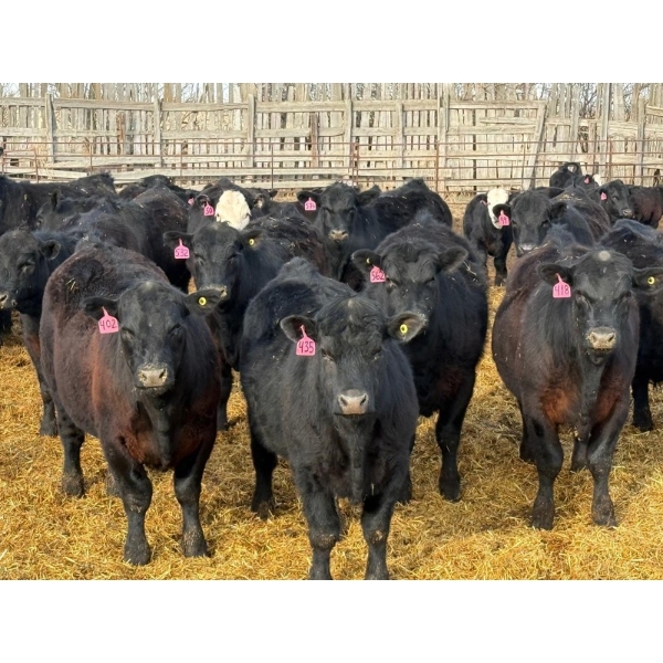 Rob Mossey - 910# April Delivery Steers - 68 Head (Vauxhall, AB)