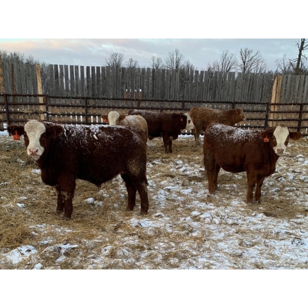 Leonard & Curtis Zdan - 925# January Delivery Weaned Steers - 65 Head (Alonsa, MB) VBP+
