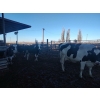 Image 4 : Idaho Dairies/Ranches - 28 Cows (Burley, ID)