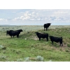 Image 5 : T - T Ranch - 990# September Delivery Grass Steers - 63 Head (Maple Creek, SK)