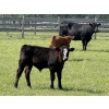 Image 2 : Jordan, Beau & Tom Jackson - 580# October Delivery Steer Calves - 85 Head (Sundre, AB)