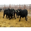 Image 3 : D6 Cattle Farm - 6 Heifers (Pen 408)