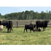 Image 7 : Hines Ranching Co. Ltd. - 525# November Delivery Steer Calves - 100 Head (Marwayne, AB)