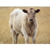 Image 5 : GW Murray Ranches - 515# October Delivery Steer Calves - 115 Head (Tompkins, SK)
