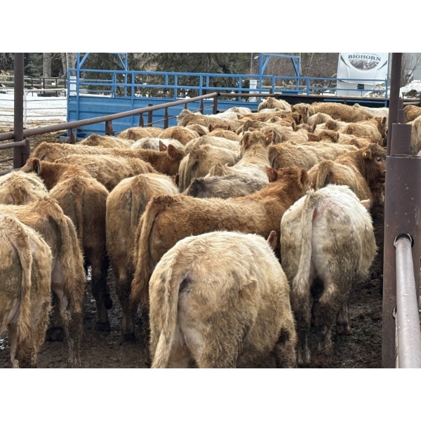 Glenn Ockerman - 920# March/April Delivery Steers - 68 Head (Marwayne, AB)