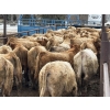 Image 1 : Glenn Ockerman - 920# March/April Delivery Steers - 68 Head (Marwayne, AB)