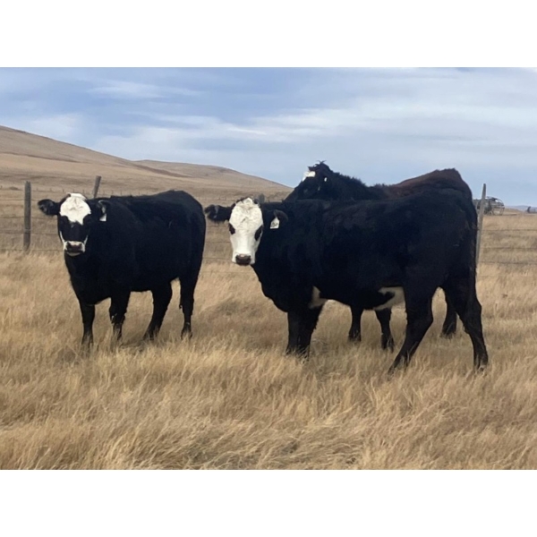 One Mile Ranch - 6 BBF Angus X Spring Calving Bred Heifers (Cowley, AB)