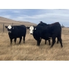 Image 1 : One Mile Ranch - 6 BBF Angus X Spring Calving Bred Heifers (Cowley, AB)