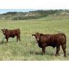 Image 6 : Centreview Farms Ltd & Darcy Wold - 780# October Delivery Steer Calves - 80 Head (Mirror, AB)