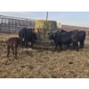 Image 2 : Rolling N Ranches (Nolan & Amanda Osadczuk) - 4 Black Heifer Pairs