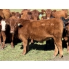 Image 5 : Grote Ranch - 550# October Delivery Steer Calves - 85 Head (Crestomere, AB)