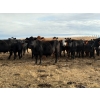 Image 3 : Mark Oldfield - 30 Angus/Simm X March/April Calving Mature Cows (Milo, AB)