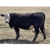 Image 7 : Nelson Creek Ranch - 21 BBF/BWF Replacement Heifers (Claresholm, AB)
