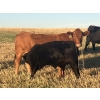 Image 8 : MRG Land & Cattle Ltd. - 725# November Steer Calves - 50 Head (High River, AB) VBP+