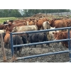 Image 7 : Gonnet Farms - 980# September Delivery Heifers - 160 Head (Onoway, AB)