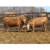 Image 11 : Winn Man Farms - 710# April Delivery Steers - 50 Head (Winnipegosis, MB)