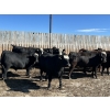 Image 4 : Hillsvale Farming Co. Ltd. - 40 Angus/Angus X Fed Steers (Cut Knife, SK)