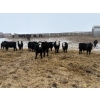 Image 6 : The Y Cattle Co. Ltd. - 702# March Delivery Steers - 43 Head (Crossfield, AB)