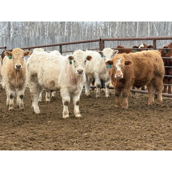 Winn Man Farms - 710# March Delivery Steers - 145 Head (Winnipegosis, MB)