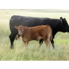 Image 5 : Justin & Theresa Berry - 515# Steer Calves - 80 Head (Hanna, AB)