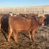 Image 2 : Hawk Ranching - 900# February Weaned Steers - 70 Head (Nanton, AB)