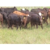 Image 4 : Storle Farms Ltd. - 630# October Delivery Steer Calves - 88 Head (Lake Alma, SK)
