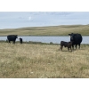 Image 3 : Wildcat Cattle Co. Ltd. - 475# November Delivery Steer Calves - 110 Head (Elkwater, AB) VBP+