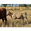 Image 9 : Logan Brothers (Rod, Barry & Bruce) - 695# Steer Calves - 80 Head (Oyen, AB)