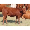 Image 3 : Thackeray Land & Cattle Inc. - 580# November Delivery Steer Calves - 80 Head (Goodwater, SK)
