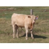 Image 4 : Thackeray Land & Cattle Inc. - 680# November Delivery Steer Calves - 90 Head (Goodwater, SK)