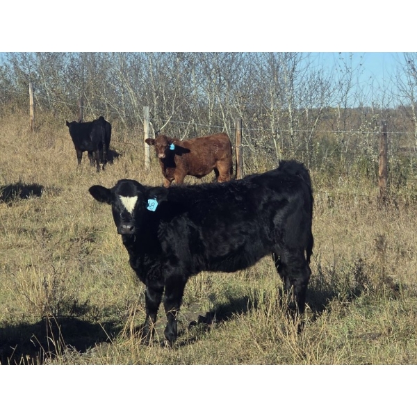 Twin Arrows Ranch -  580# October Delivery Heifer Calves - 105 Head (Erskine, AB)