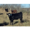 Image 1 : Twin Arrows Ranch -  580# October Delivery Heifer Calves - 105 Head (Erskine, AB)