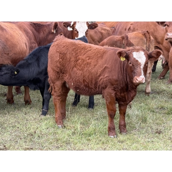 Jason & Melissa Smith - 610# October Delivery Heifer Calves - 50 Head (Eckville, AB)