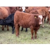 Image 1 : Jason & Melissa Smith - 610# October Delivery Heifer Calves - 50 Head (Eckville, AB)