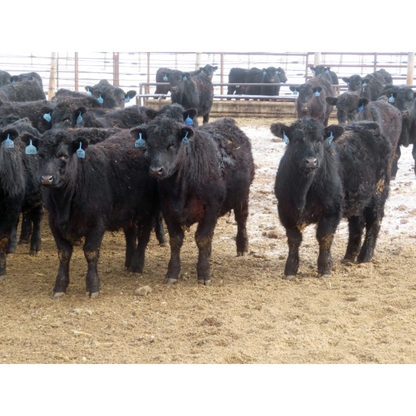 D & N Livestock - 740# March/April Delivery Steers - 160 Head (Peebles, SK) VBP+