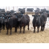 Image 1 : D & N Livestock - 740# March/April Delivery Steers - 160 Head (Peebles, SK) VBP+