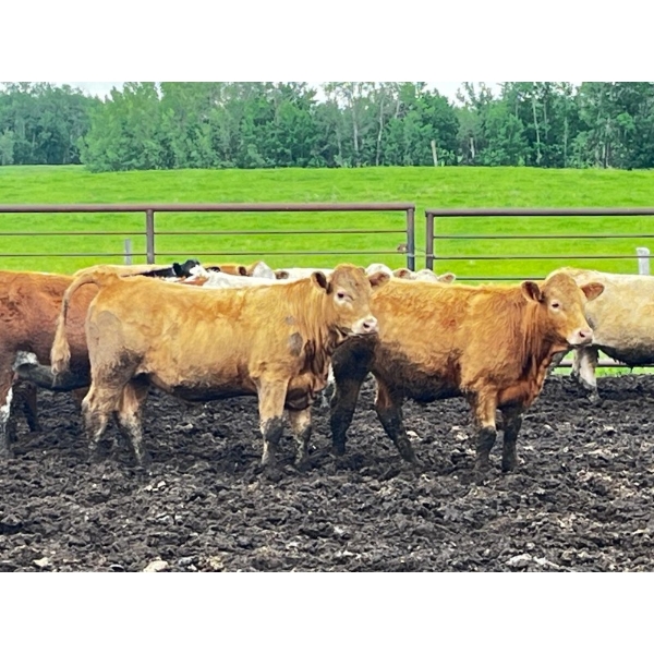 Larnie's Bar 3K Ranch - 870# June Delivery Steers - 120 Head (Onoway, AB)