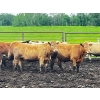 Image 1 : Larnie's Bar 3K Ranch - 870# June Delivery Steers - 120 Head (Onoway, AB)